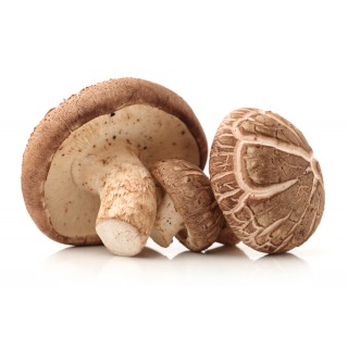 Shiitake mushroom supplement capsules