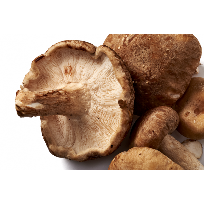 Maisto papildas šitake „Organic Shiitake”, mushrooms4life, 60 kapsulių